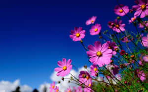 Enchanting Wild Flowers Blooming In A Lush Meadow Wallpaper