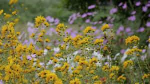 Enchanting Wild Flowers Blooming In A Lush Meadow Wallpaper