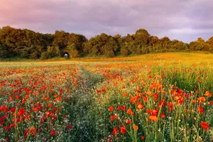 Enchanting Wildflower Meadow Landscape Wallpaper