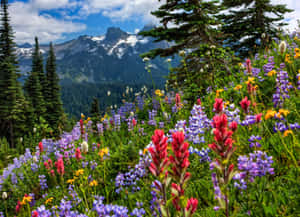 Enchanting Wildflowers Blooming In A Lush Meadow Wallpaper