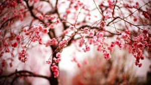 Enchanting Winter Flowers Amidst Frosty Landscape Wallpaper