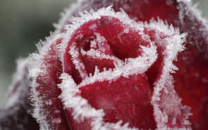 Enchanting Winter Flowers Blooming Against A Snowy Landscape Wallpaper