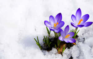 Enchanting Winter Flowers In Full Bloom Wallpaper