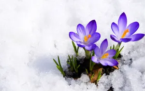 Enchanting Winter Flowers In Full Bloom Wallpaper