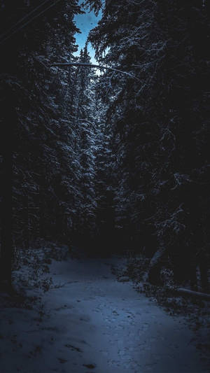 Enchanting Winter Forest - A Peaceful Winter Wonderland Wallpaper