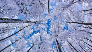 Enchanting Winter Wonderland Wallpaper