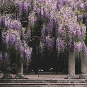 Enchanting Wisteria Cascade Wallpaper