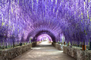 Enchanting Wisteria Tunnel Path Wallpaper