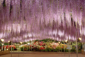 Enchanting Wisteria Tunnelat Night Wallpaper