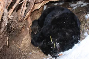 Encounter The Gentle Slumber Wallpaper