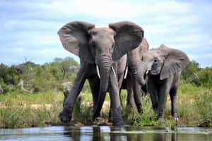 Encounter With African Wildlife Wallpaper