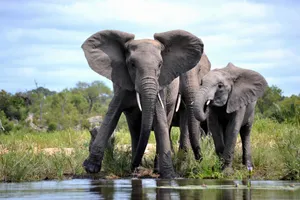 Encounter With African Wildlife Wallpaper