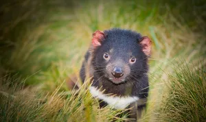 Endangered Tasmanian Devil Wallpaper