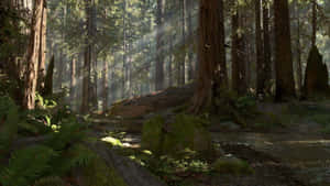 Endor 1920 X 1080 Wallpaper Wallpaper