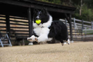 Energetic Border Collie Catching Ball.jpg Wallpaper