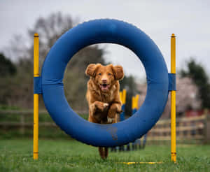 Energetic Dog Catching A Blue Frisbee In A Sunny Park Wallpaper