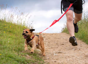 Energetic Dog Catching Disc In A Grass Field Wallpaper