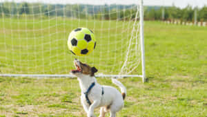 Energetic Dog Playing Outdoors Wallpaper
