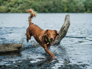 Energetic Dog Playingin Water.jpg Wallpaper