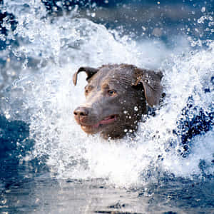 Energetic Dog Splashing Water Wallpaper