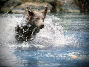 Energetic Dog Splashing Water Wallpaper