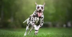 Energetic Dogs Playing At Daycare Wallpaper