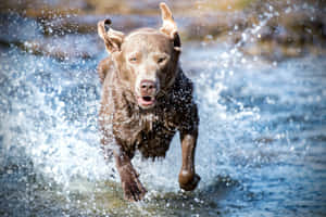 Energetic Labrador River Splash.jpg Wallpaper