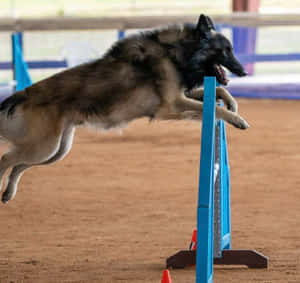 Energized Canine Athlete Wallpaper