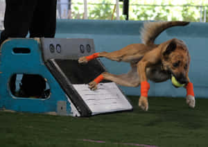 Energized Pooch Playing Fetch In A Lush Green Park Wallpaper