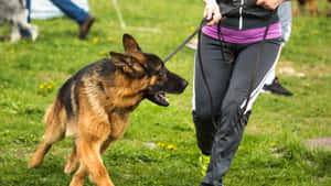 Energy Unleashed: A Dog Catching Frisbee Mid-air Wallpaper