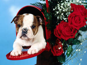 English Bulldog And Rose Wallpaper