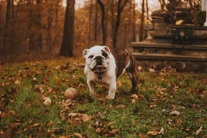 English Bulldog In Autumn Wallpaper