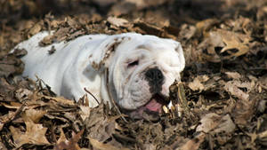 English Bulldog Sleeping Leaves Wallpaper