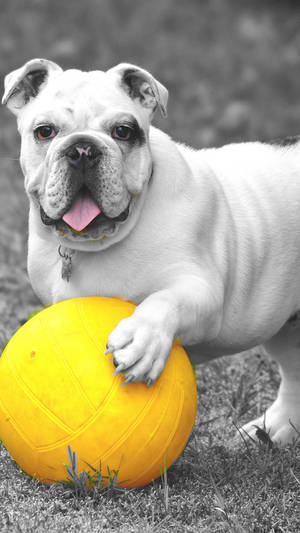 English Bulldog Yellow Ball Wallpaper