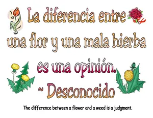 English To Spanish Flower Quote Wallpaper