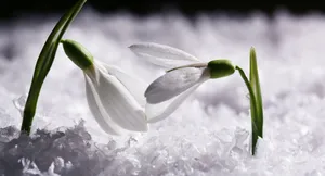 Enhanced Horizon Wallpaper