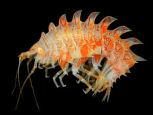 Enigmatic Amphipod In Its Natural Habitat Wallpaper