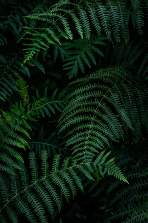 Enigmatic Ferns Dark Green Aesthetic Wallpaper