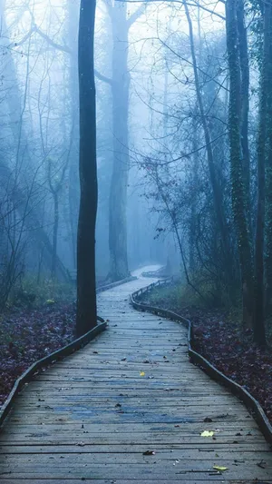 Enigmatic Foggy Forest For Iphone Wallpaper