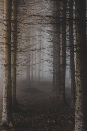 Enigmatic Foggy Forest Landscape Wallpaper