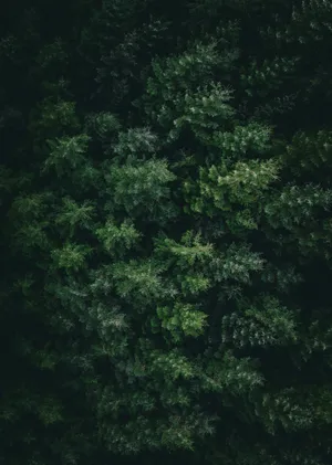 Enigmatic Forest Canopy Dark Green Aesthetic.jpg Wallpaper