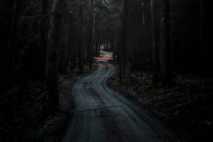 Enigmatic Journey Through The Dark Forest Wallpaper