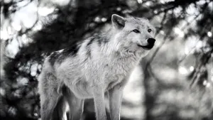 Enigmatic Lone Wolf In The Wilderness Wallpaper