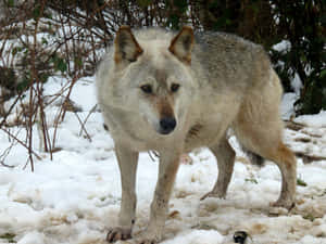 Enigmatic Wolf Prowling Through Lush Forest Wallpaper