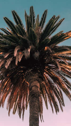 Enjoy A Beach View While You Stay Connected With Your Palm Tree Iphone Wallpaper