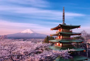 Enjoy A Beautiful Cherry Blossom View In Japan Wallpaper