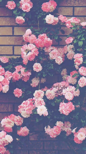 Enjoy A Beautiful Floral Aesthetic On Your Iphone. Wallpaper