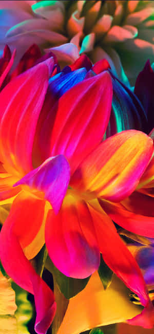 Enjoy A Beautiful Rainbow Garden Of Flowers On Your Iphone! Wallpaper