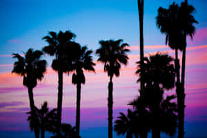 Enjoy A Beautiful View Of Tropical Palm Trees In The Beach. Wallpaper