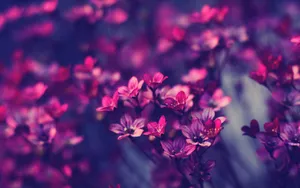 Enjoy A Breath Of Spring With These Colorful Flowers Wallpaper